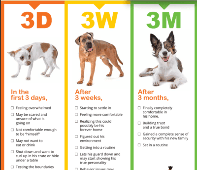 Infographic explaining the 3-3-3 rule for adjusting a newly adopted rescue dog