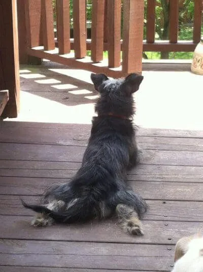 Gypsy Rose doing a sploot