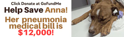 Anna's GoFundMe: help cover her $12,000 vet bill for double pneumonia