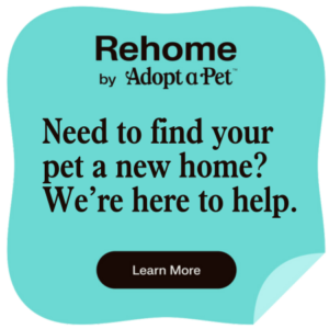 How to rehome a dog