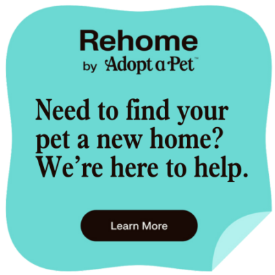 How to rehome a dog
