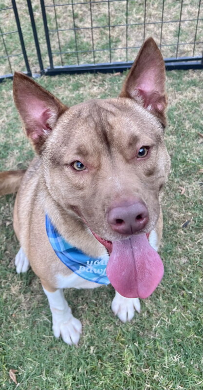 ace dog of the month (2)