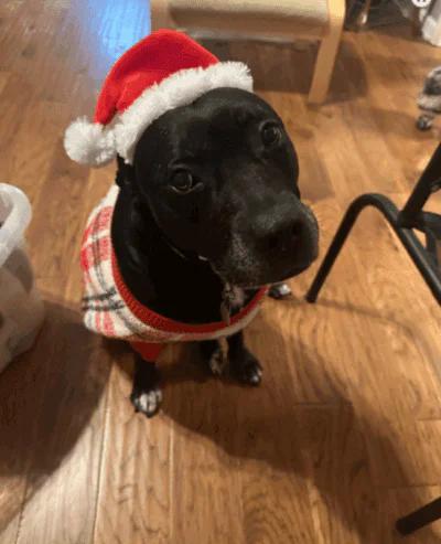 About Dogs 2nd Chance 1 Addie is looking for a dog foster