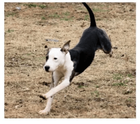 Dogs 2nd Chance 3 White and black rescue dog running outdoors