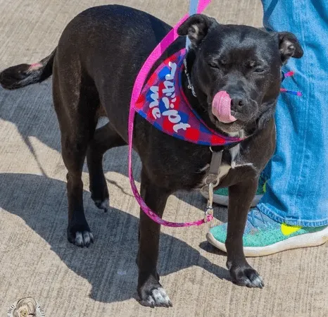 Meet & Greet Dogs for Adoption, Hollywood Feed Olive Branch