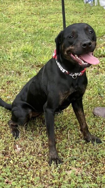 adopt Miranda from Dogs 2nd Chance