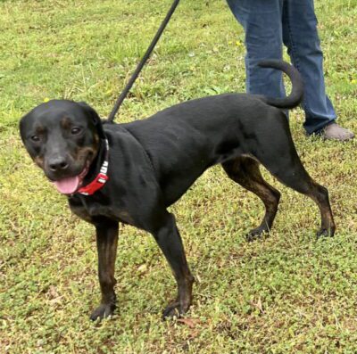 adopt Miranda from Dogs 2nd Chance