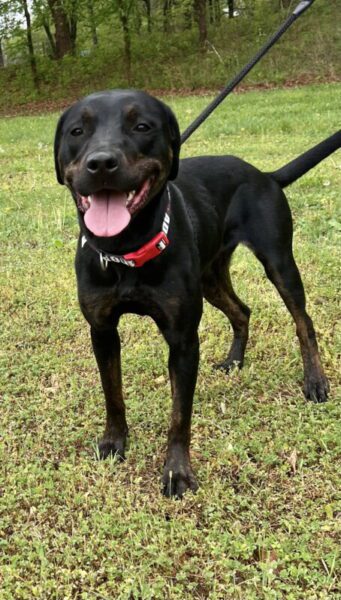 adopt Miranda from Dogs 2nd Chance