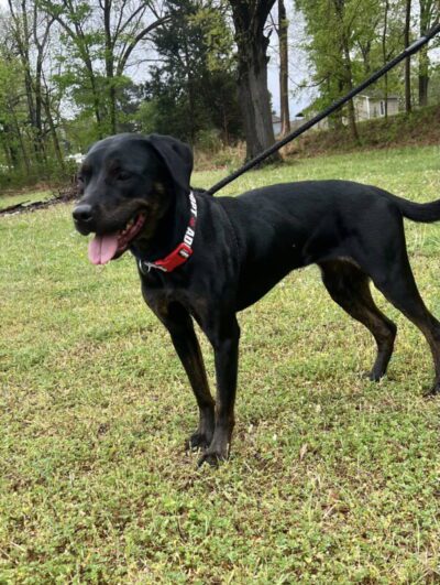 adopt Miranda from Dogs 2nd Chance