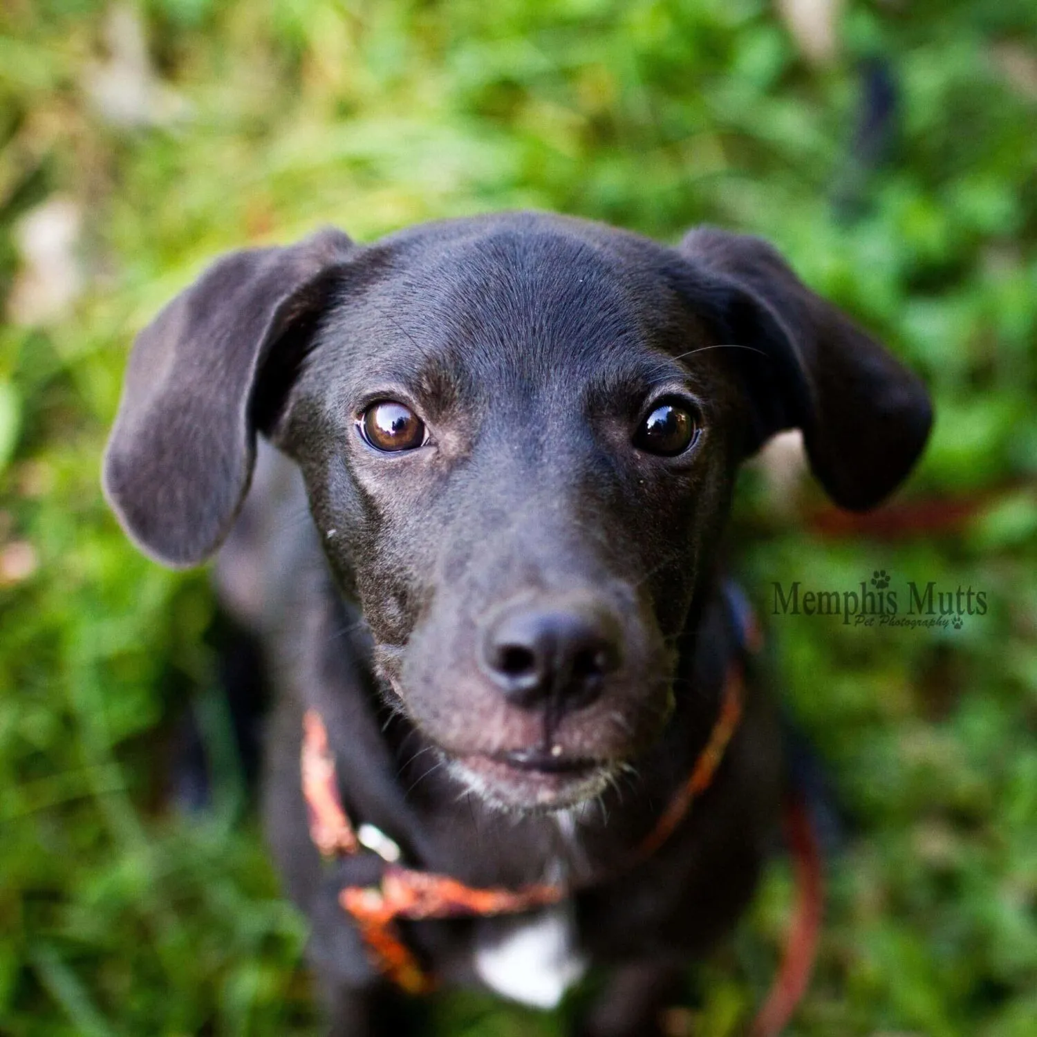 Adoptable Castaway-Parker