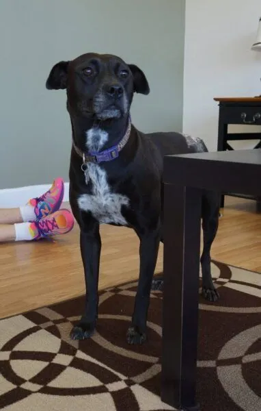 Adoptable Castaway-Valerie 2 adoptable castaway valerie 1