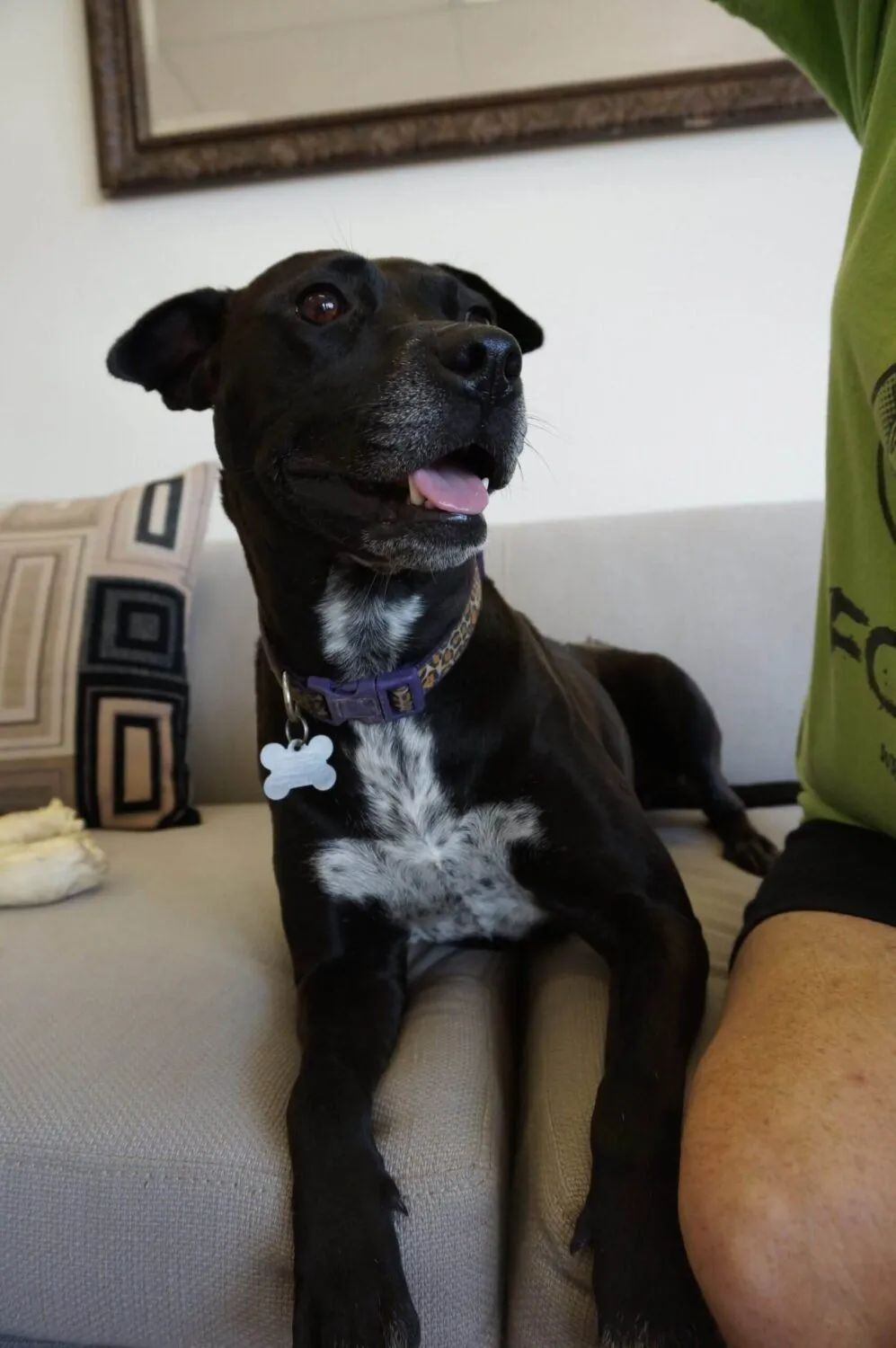 Adoptable Castaway-Valerie
