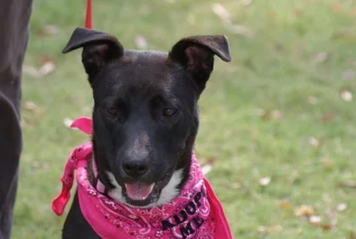 Adopt Angel Dog