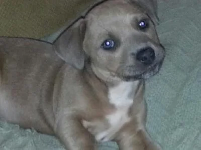 aries foster puppy