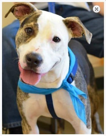 Ashton is Dog of the Month 2 ashton smiling