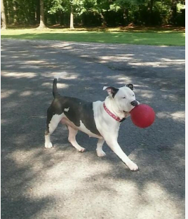 Adopt or foster Azalea, sweet dog with ball