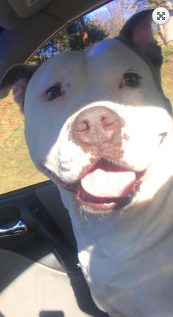 Adopt or foster Azalea, sweet dog, loves car rides