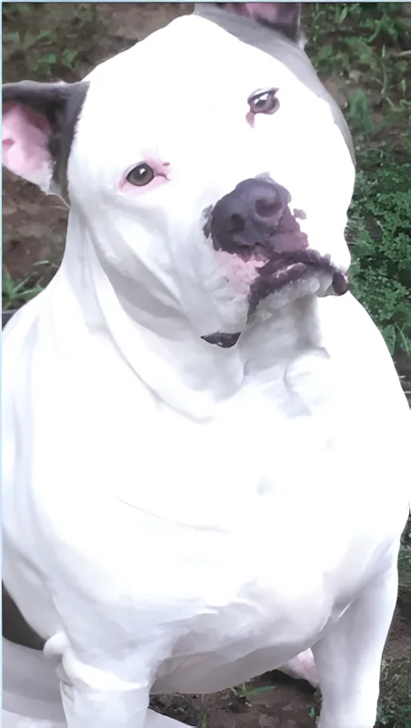 Microchip Hollywood Feed Cordova