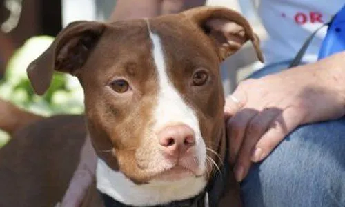 Training & Behavior for a Newly Adopted Dog (Part 3) 1 Training & Behavior for a Newly Adopted Dog (Part 3)