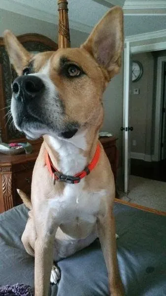 Bella is December Dog of the Month 2 Adopt Bella