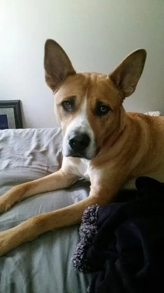 Bella is December Dog of the Month 2 Bella Rose Dog
