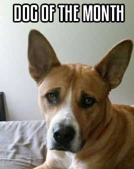 Bella Rose dog of the month