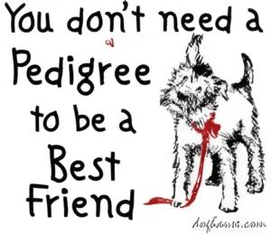 Cute mixed-breed dog with leash and a message about pet adoption.