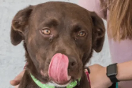 Ways to Volunteer at Dogs 2nd Chance