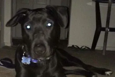 About this Blog 1 black lab