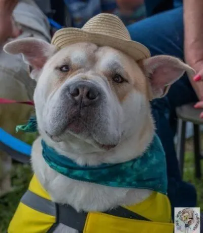 View Tennessee Adoptable dogs like Boss Hog, waiting for you to adopt them