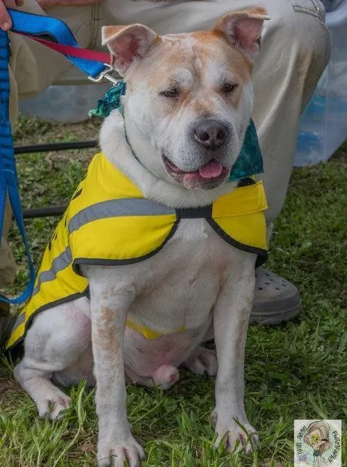 Meet & Greet Adoptable Dogs, Hollywood Feed, Lakeland