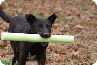 Captain is Our Amazing Dog of the Month