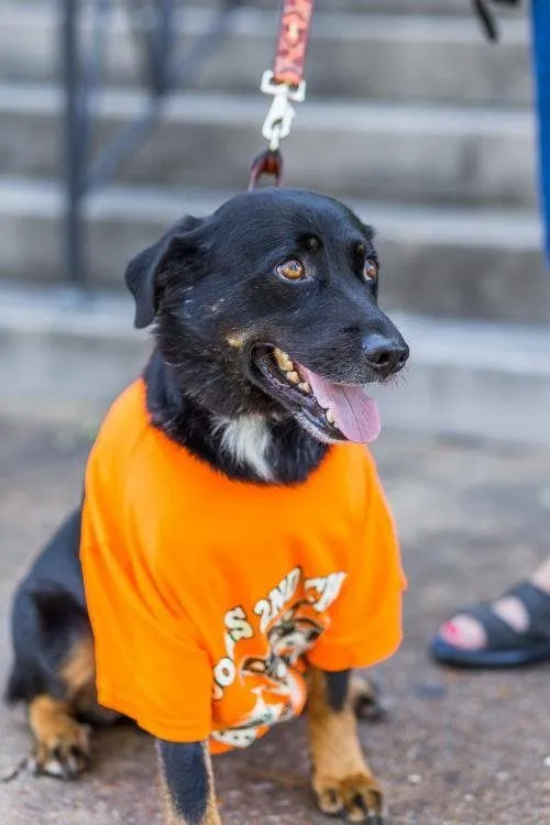 Adopt dog Casey Lee 2
