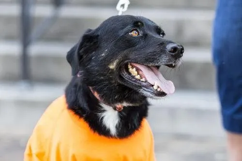 Casey Lee September Dog of the Month 4 Adopt dog Casey Lee 3