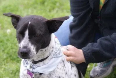 Chee: July Dog of the Month 1 Beautiful black and white hound