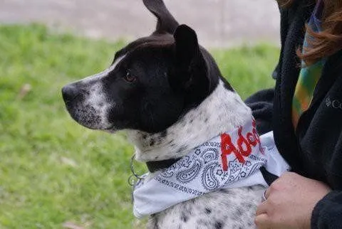 Chee: July Dog of the Month 6 Black and white hound Chee