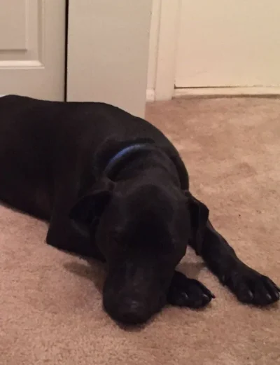 Chowder is an Adoptable Black Lab Dog! 12 Chowder lying down: Dog available for adoption in TN, NH, MA, CT, NY, PA
