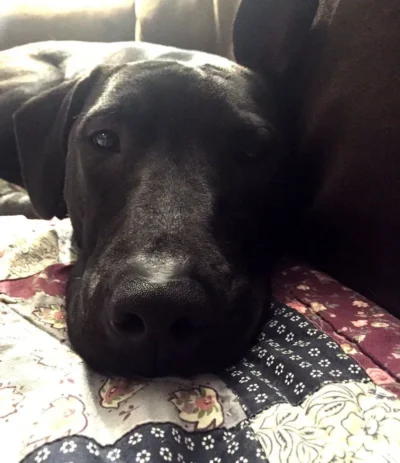 Chowder is an Adoptable Black Lab Dog! 4 Lovely black dog nose: Dog available for adoption in TN, NH, MA, CT, NY, PA