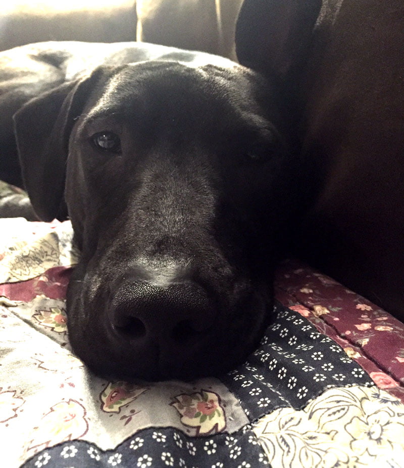 Lovely black dog nose: Dog available for adoption in TN, NH, MA, CT, NY, PA