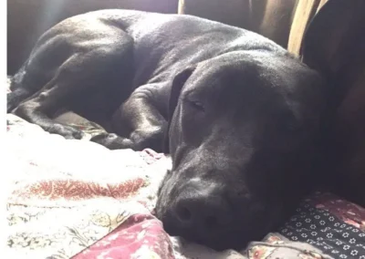 Chowder is an Adoptable Black Lab Dog! 3 Chowder's beautiful nose: Dog available for adoption in TN, NH, MA, CT, NY, PA