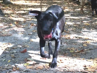 Chowder is an Adoptable Black Lab Dog! 11 Black Lab Dog outside and running: Dog available for adoption in TN, NH, MA, CT, NY, PA