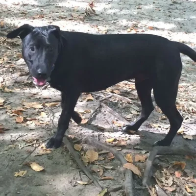 Chowder is an Adoptable Black Lab Dog! 10 Black Lab dog outside: Dog available for adoption in TN, NH, MA, CT, NY, PA