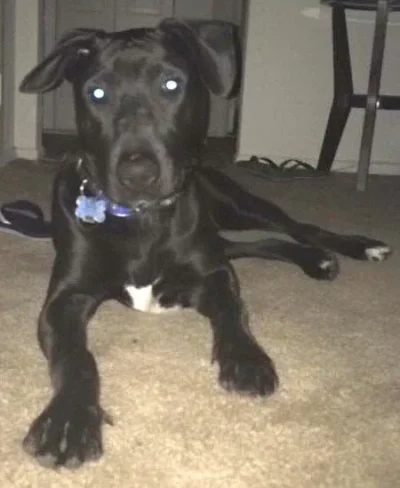 Chowder is an Adoptable Black Lab Dog! 9 Black Lab alert and ready: Dog available for adoption in TN, NH, MA, CT, NY, PA