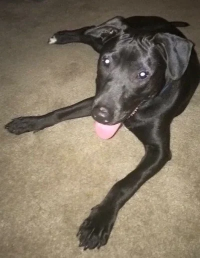 Chowder is an Adoptable Black Lab Dog! 5 Chowder tongue hanging out: Dog available for adoption in TN, NH, MA, CT, NY, PA