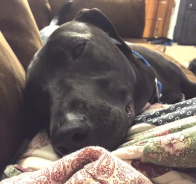 Chowder is an Adoptable Black Lab Dog! 6 Ready for adoption! Dog available for adoption in TN, NH, MA, CT, NY, PA