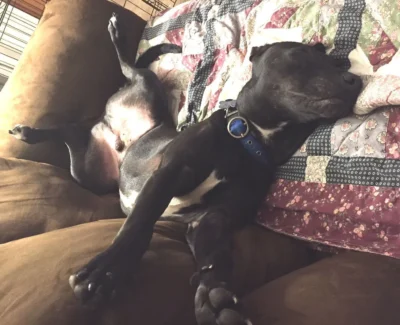 Chowder is an Adoptable Black Lab Dog! 8 Comfortable dog on couch: Dog available for adoption in TN, NH, MA, CT, NY, PA