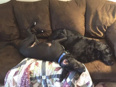 Chowder is an Adoptable Black Lab Dog! 7 Chowder lying with another dog on the couch: Dog available for adoption in TN, NH, MA, CT, NY, PA