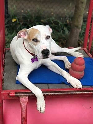 Adopt Clyde: Clyde with Kong Toy
