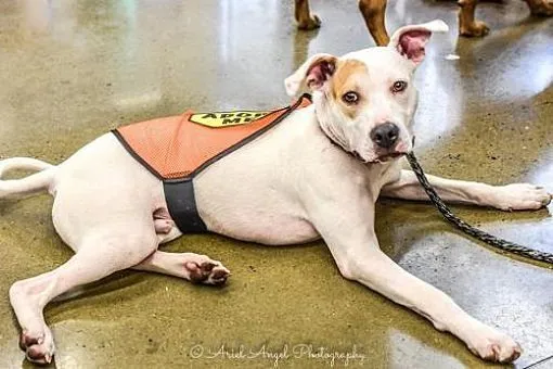 Adopt Clyde: That Gorgeous Face
