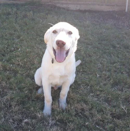 Donate 2 NH adoptable dog Cooper 3